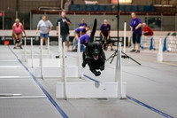 Flyball Competition 05-29 2015-010
