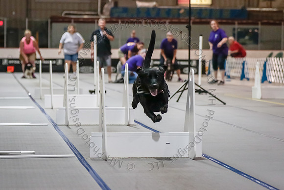 Flyball Competition 05-29 2015-010