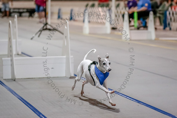Flyball Competition 05-29 2015-004