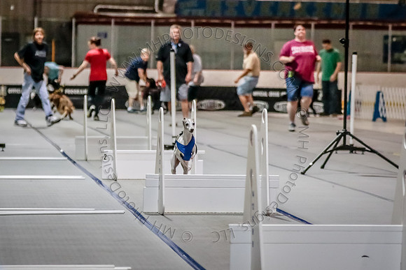 Flyball Competition 05-29 2015-002