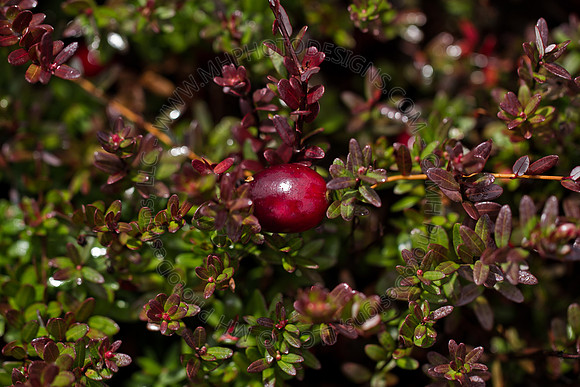 Cranberry Marsh III 2010-103