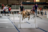 Flyball Competition 05-29 2015-013