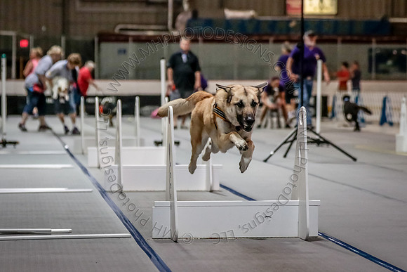 Flyball Competition 05-29 2015-013
