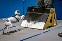 Flyball Competition 05-29 2015-007
