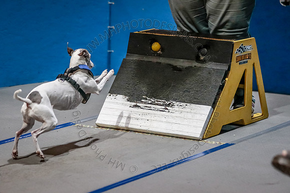Flyball Competition 05-29 2015-007