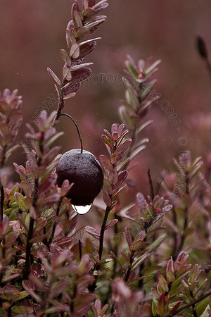 Cranberry Marsh III 2010-106