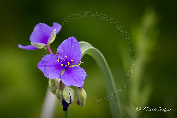 June Projects 2010-013