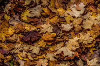 October Projects 2014-008