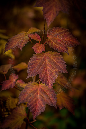 October Projects 2015-006