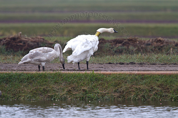 Cranberry Marsh III 2010-047