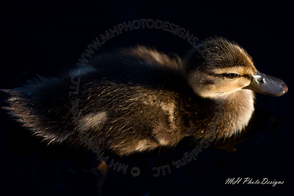 June Projects 2010-002
