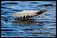 March Projects 2011-004