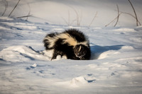March Projects 2014-014