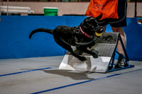 Flyball Competition 05-29 2015-016