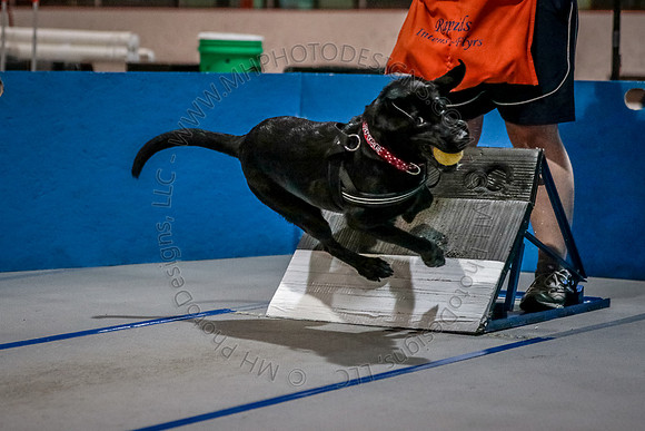 Flyball Competition 05-29 2015-016