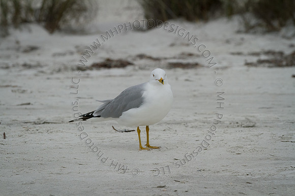 Florida 2012 ~ Week 4-197