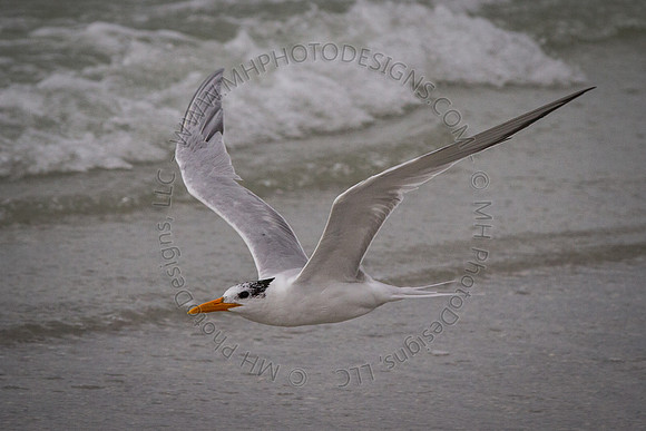 Florida 2012 ~ Week 4-220
