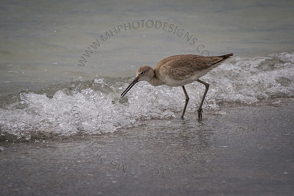 Florida 2012 ~ Week 4-213