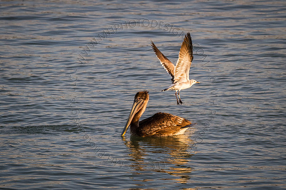 Florida 2012 ~ Week 4-077