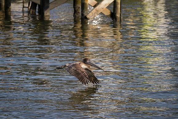 Florida 2012 ~ Week 4-034