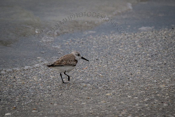 Florida 2012 ~ Week 4-207