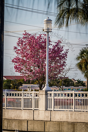 Florida 2012 ~ Week 4-039