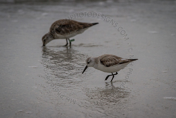 Florida 2012 ~ Week 4-226