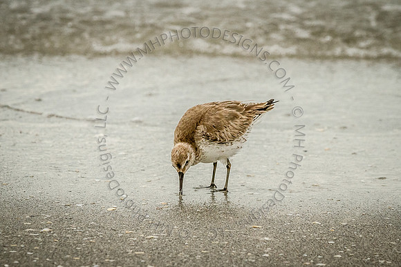 Florida 2012 ~ Week 4-194