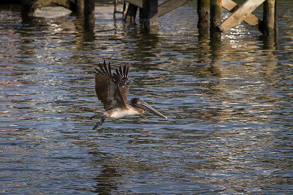 Florida 2012 ~ Week 4-033