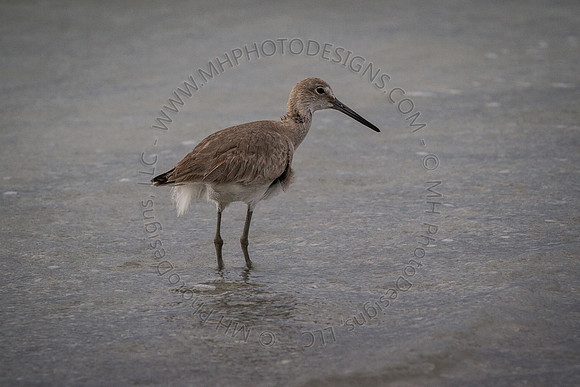 Florida 2012 ~ Week 4-212