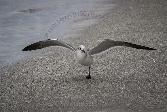 Florida 2012 ~ Week 4-222
