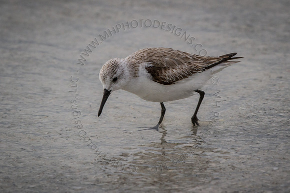 Florida 2012 ~ Week 4-208