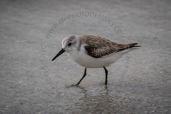 Florida 2012 ~ Week 4-209