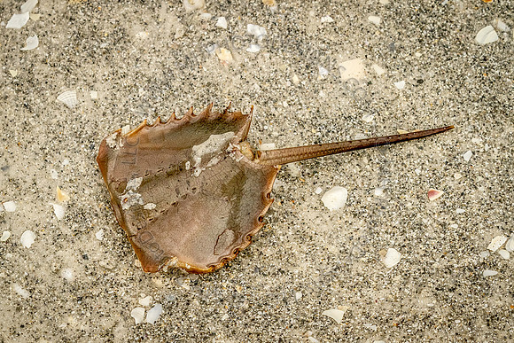 Florida 2012 ~ Week 4-199