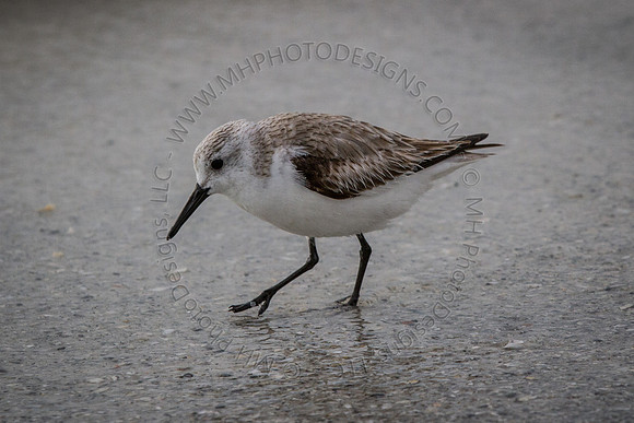 Florida 2012 ~ Week 4-210