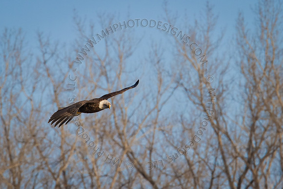 Eagles & Signs of Spring 2011-017