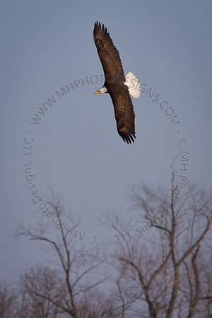 Eagles & Signs of Spring 2011-002