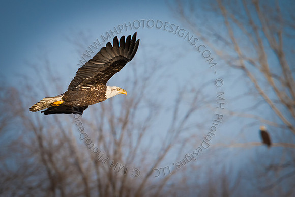 Eagles & Signs of Spring 2011-020