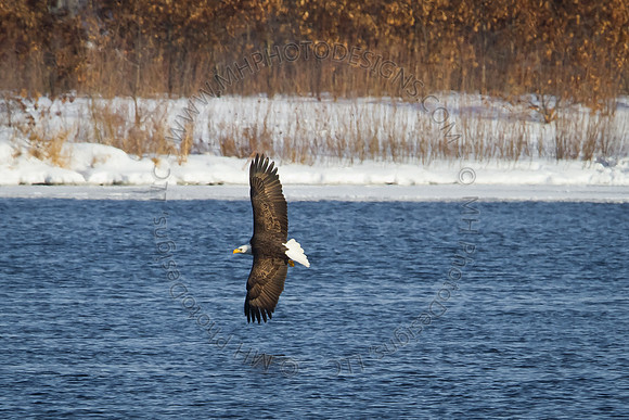 Eagles & Signs of Spring 2011-005