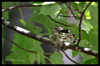 July Projects 2010-012