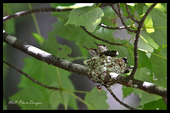 July Projects 2010-012