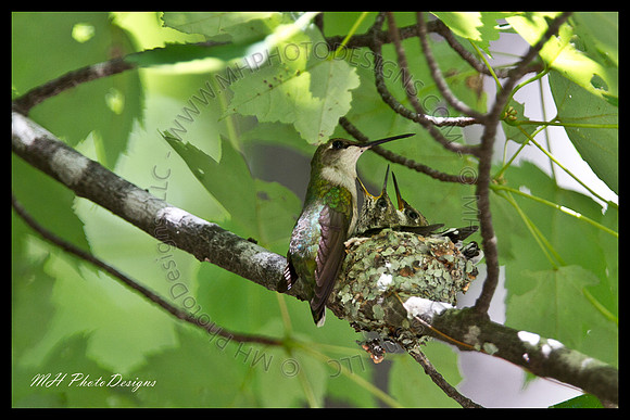 July Projects 2010-006