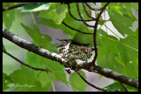 July Projects 2010-005