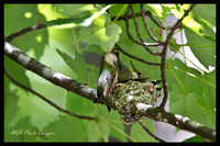 July Projects 2010-009