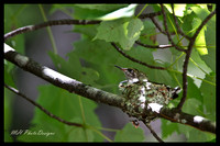 July Projects 2010-011