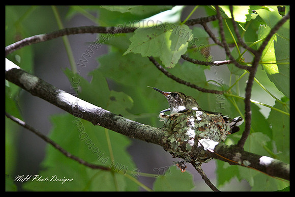July Projects 2010-011