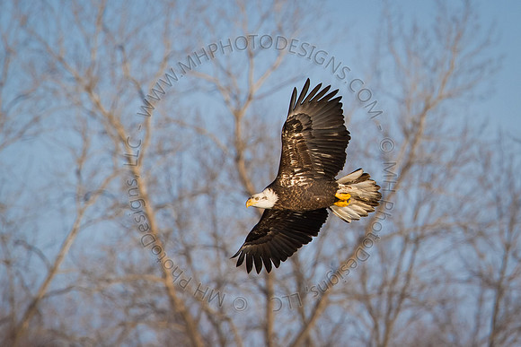 Eagles & Signs of Spring 2011-018