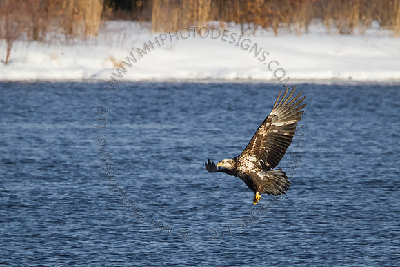 Eagles & Signs of Spring 2011-016