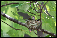 July Projects 2010-013