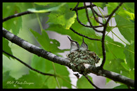 July Projects 2010-003
